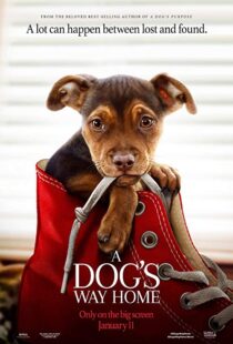 دانلود فیلم A Dog’s Way Home 20198110-414616770