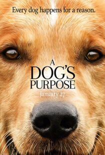 دانلود فیلم هندی A Dog’s Purpose 201741616-1870121401