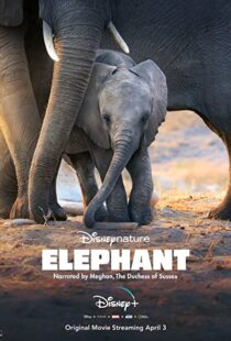 دانلود مستند Elephant 202038728-972031611