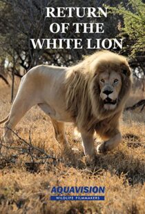 دانلود مستند Return of the White Lion 2008103488-1133153434