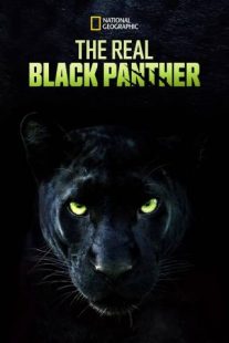 دانلود مستند The Real Black Panther 2020229564-1149999411