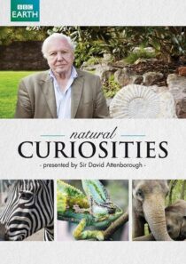 دانلود سریال Natural Curiosities382054-513074559
