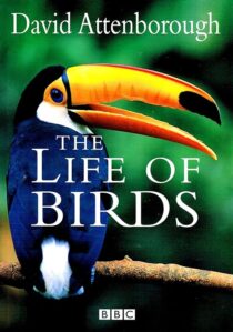 دانلود مستند The Life of Birds382058-63336932