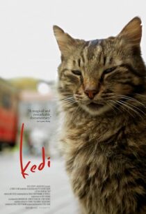 دانلود مستند Kedi 2016417655-1538489911