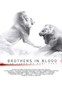 دانلود مستند Brothers in Blood: The Lions of Sabi Sand 2015424819-1622830527